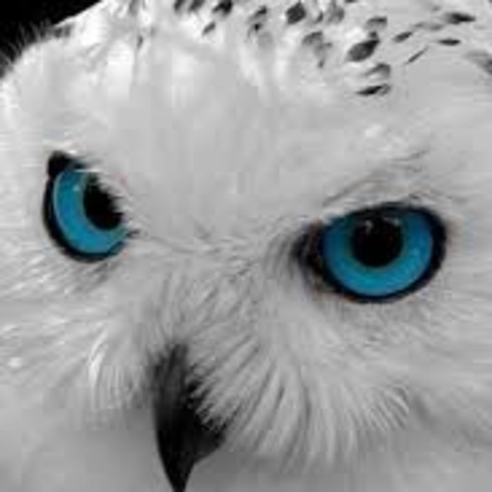 Meet your Posher, Ali